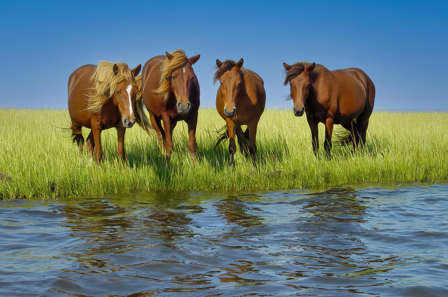 Assateague Horses