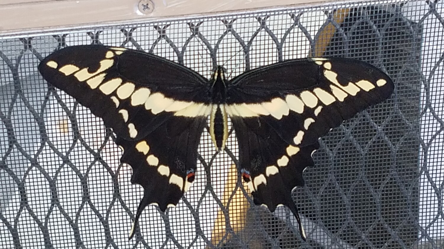 Black and yellow combination