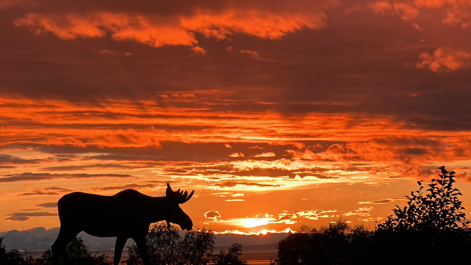 Sunset moose