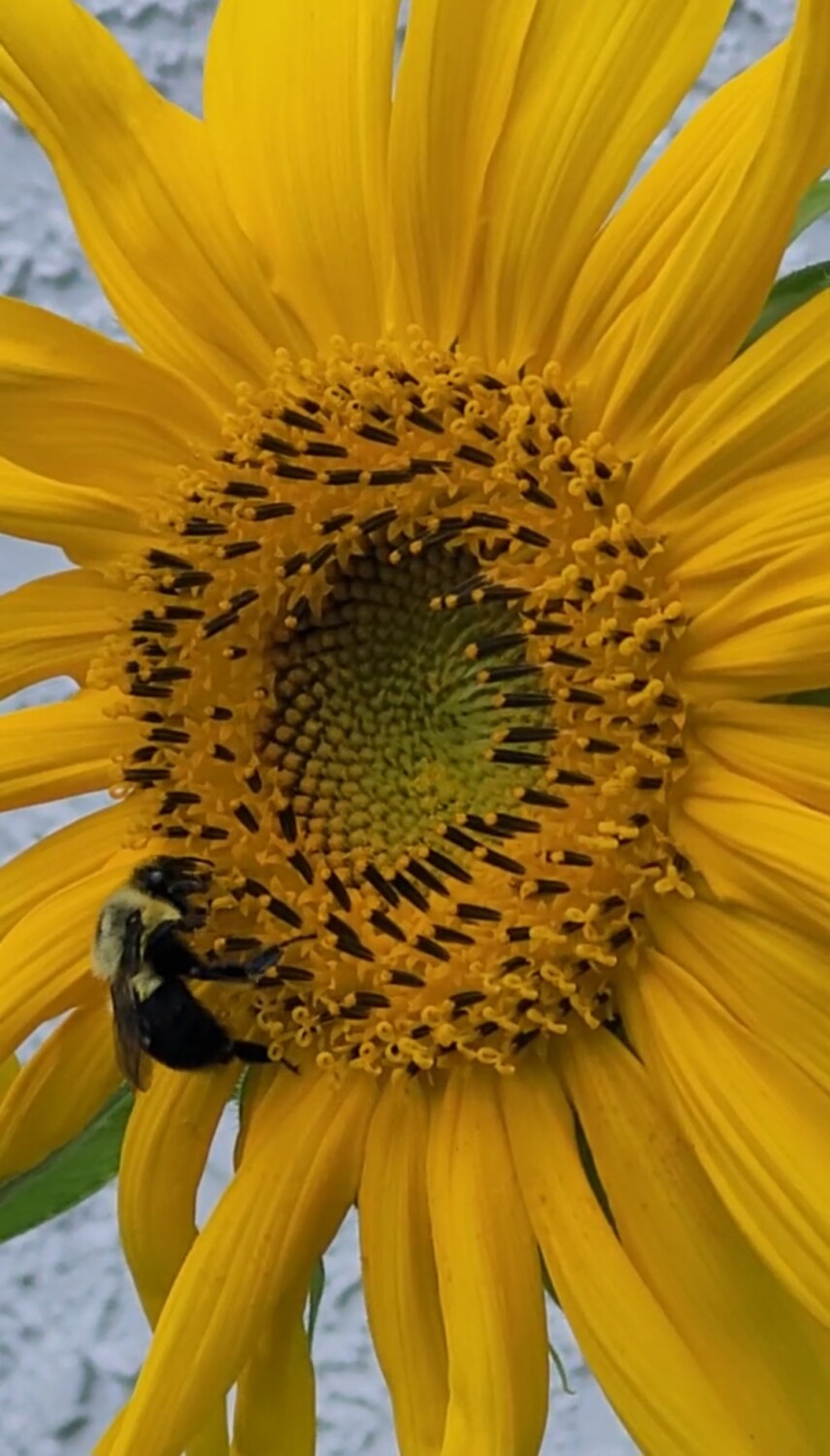 A sunflower and a bee