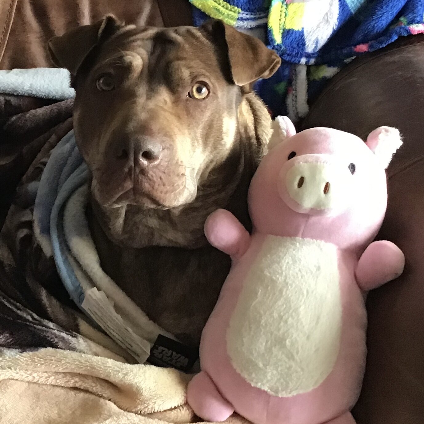 Kimber & her little pig