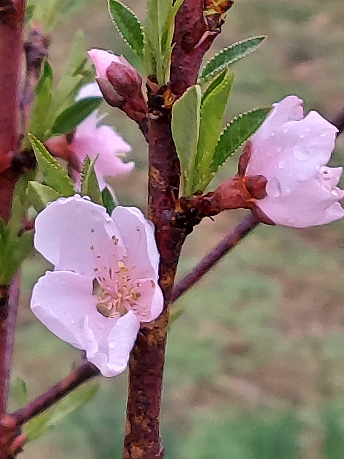 Early peach blooms