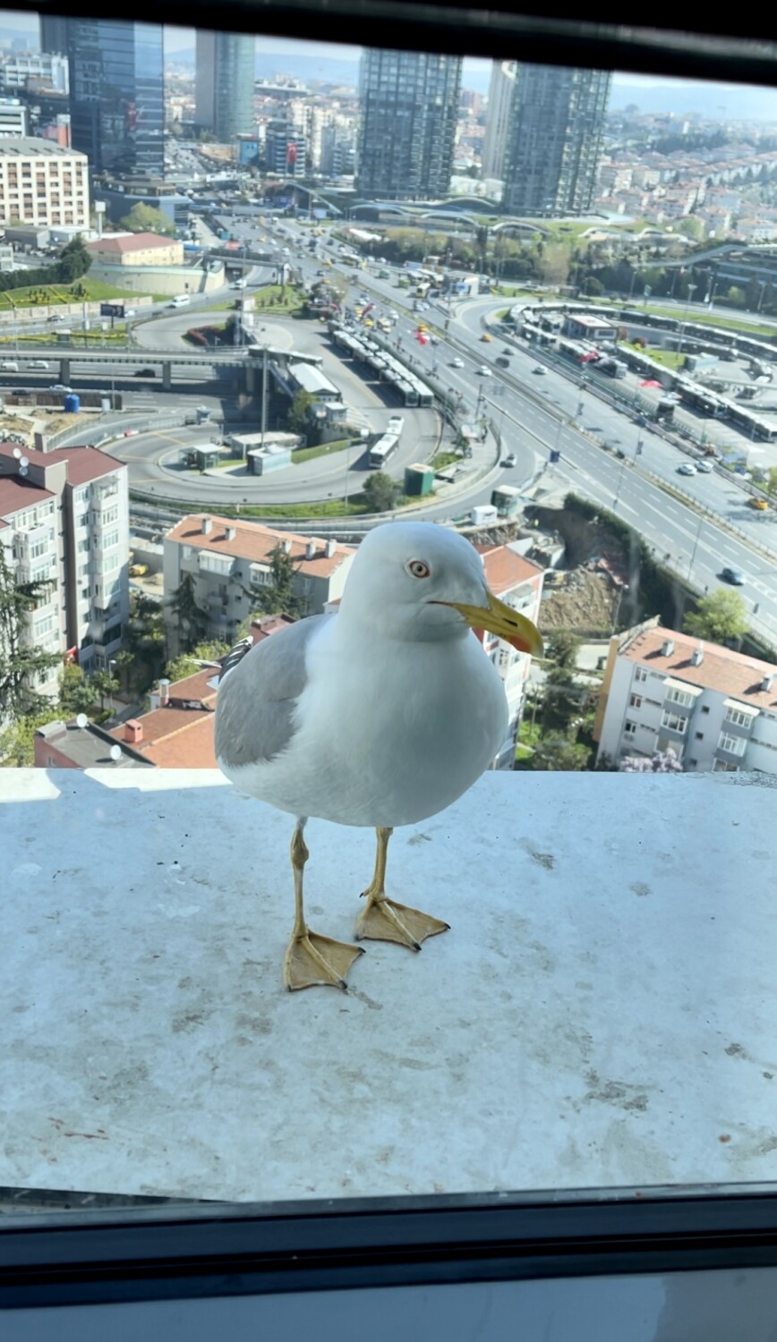 Hungry seagull