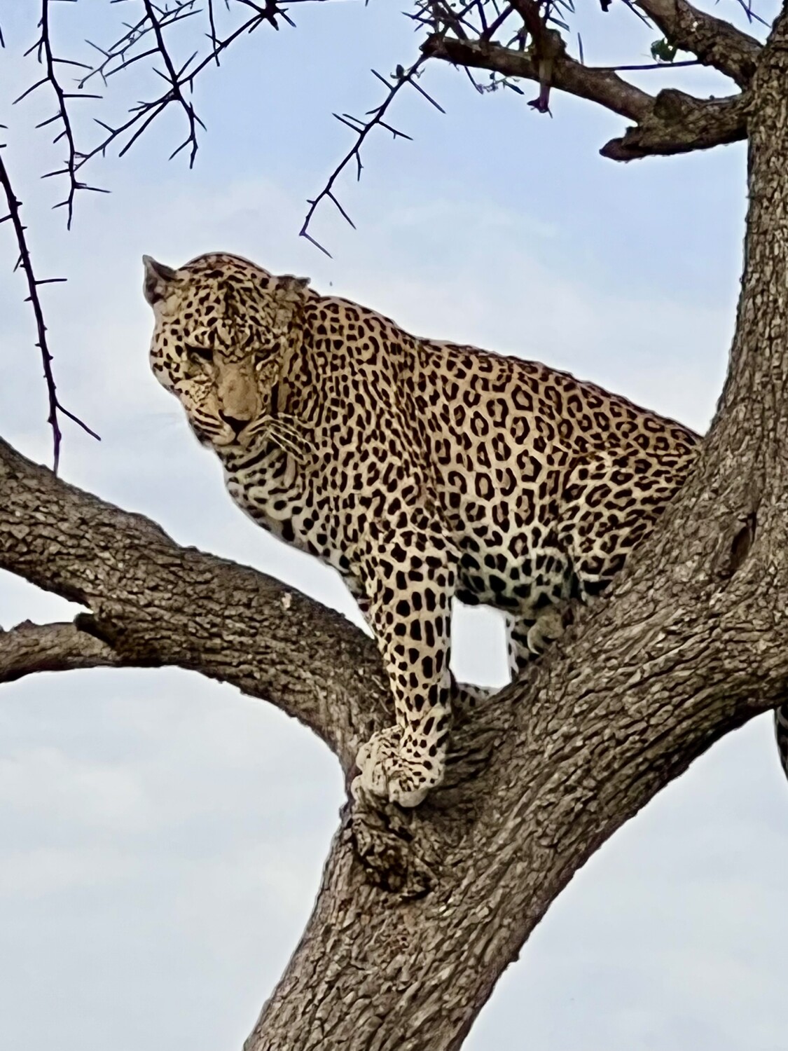 Leopard in a tree
