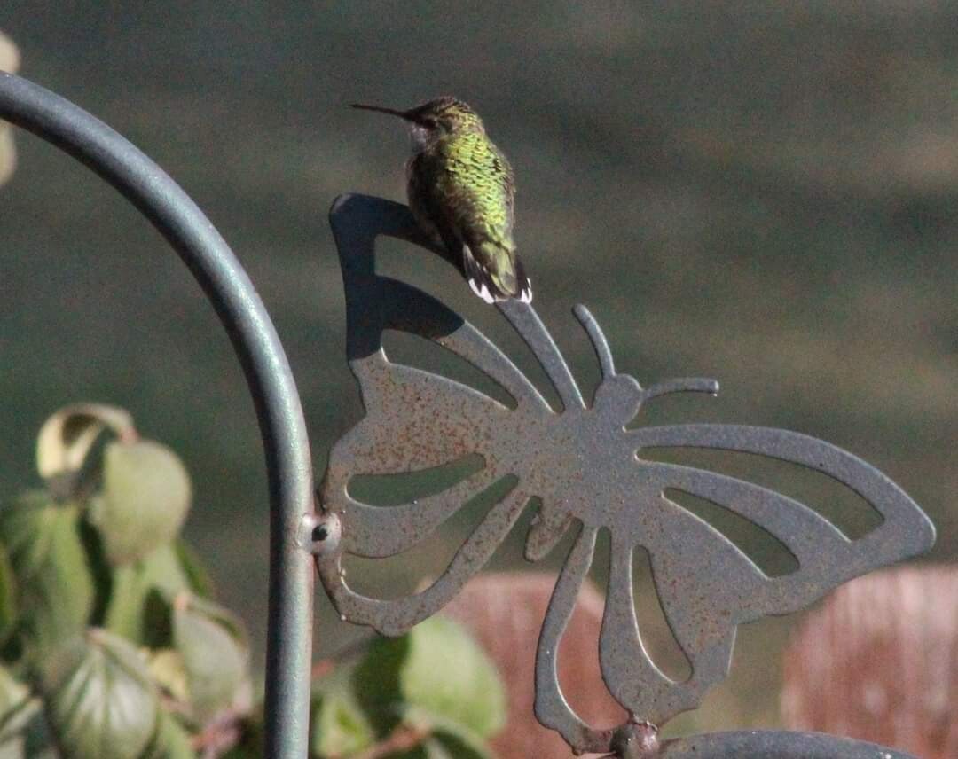 Hummingbird on a butterfly