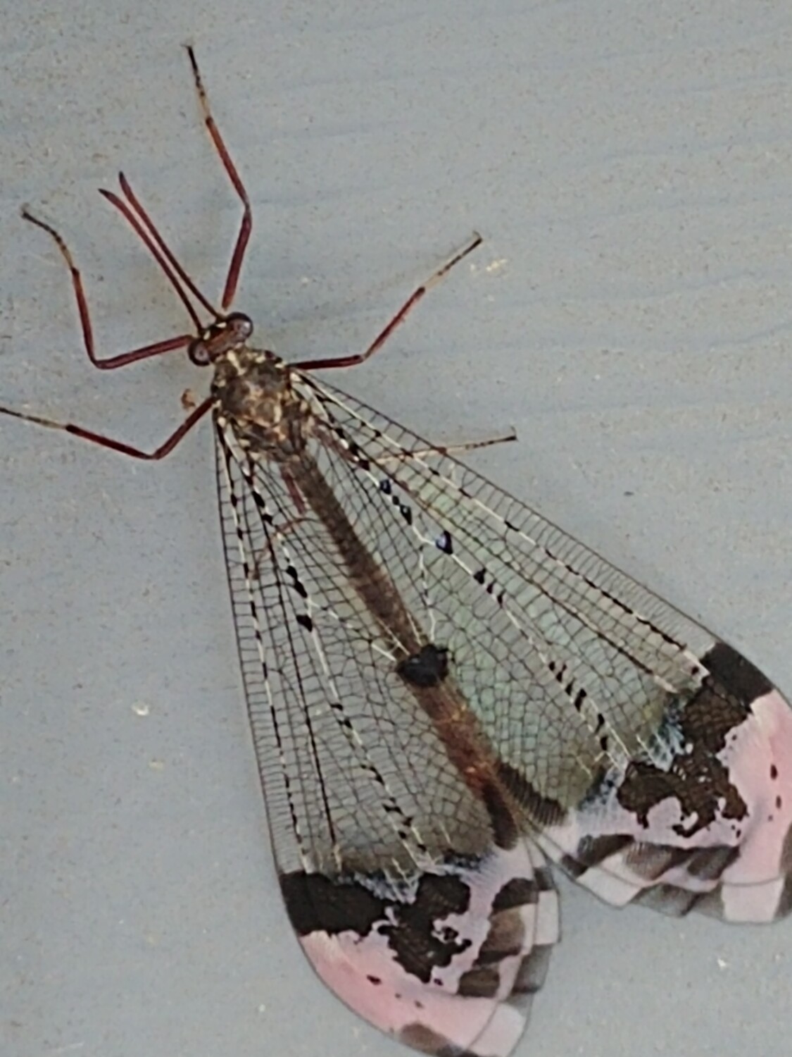 Transparent Butterfly
