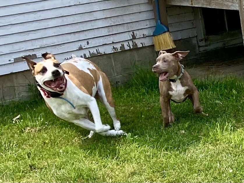 Happiness is Zoomies Together!