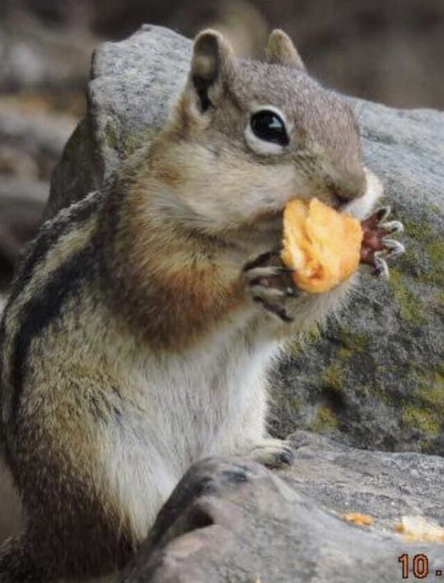 Hungry Chipmunk