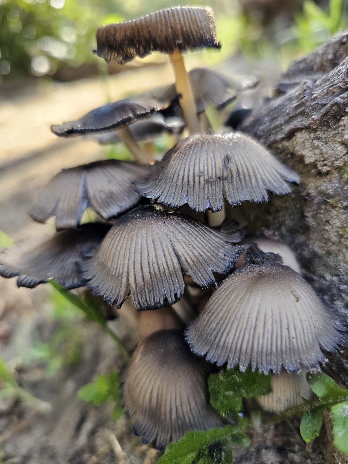 Fungi in the Forest