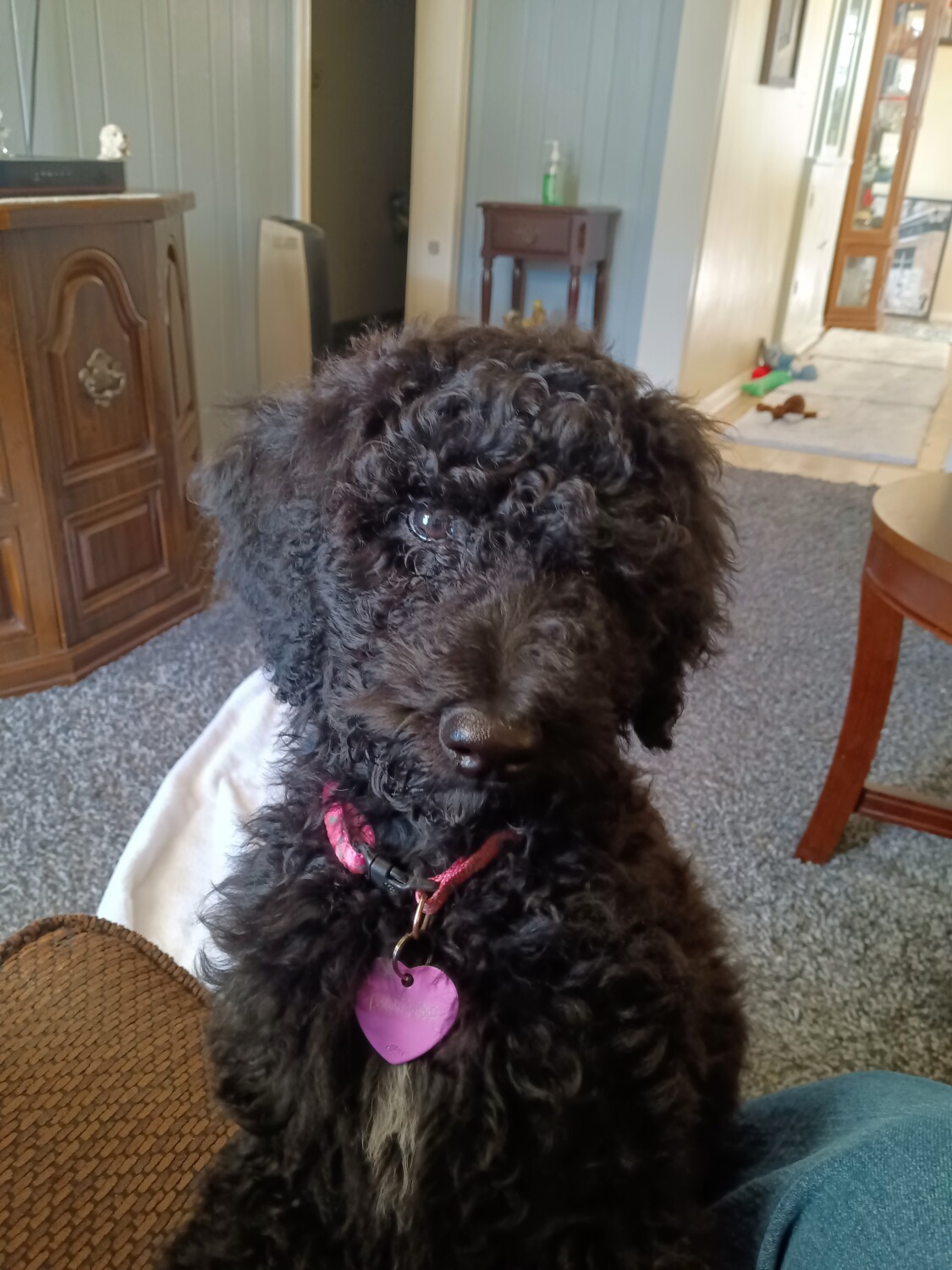 Bella Corina Bellissima