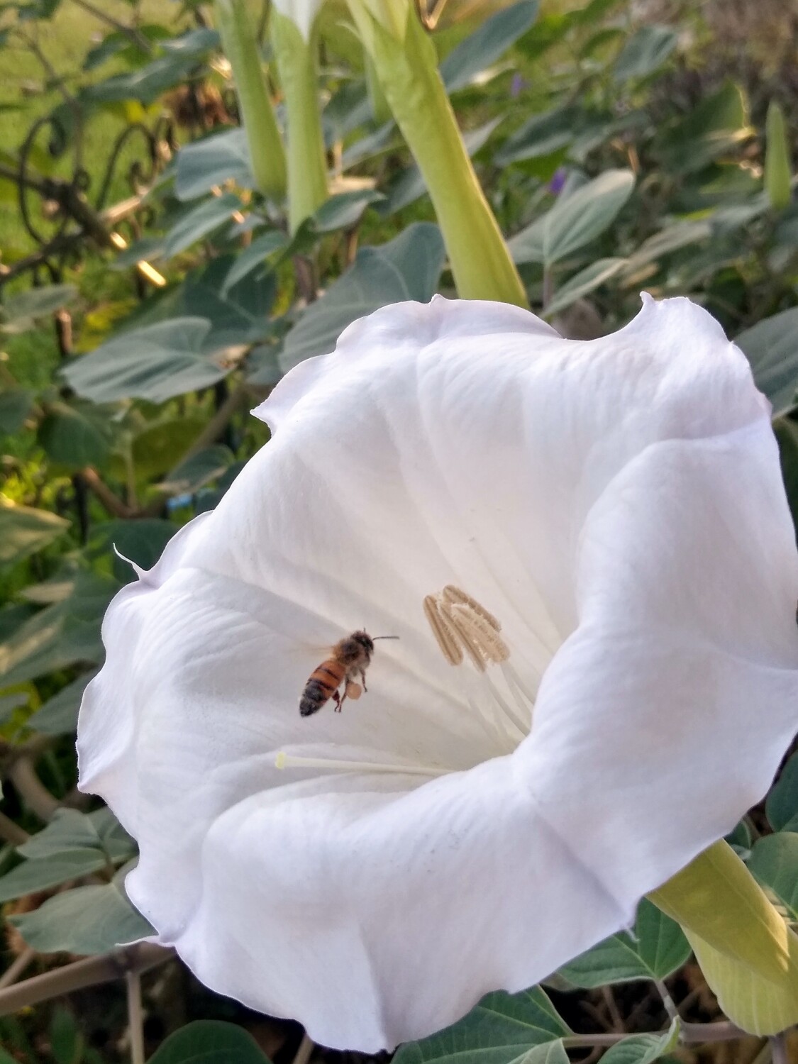 Bee the Moonflower