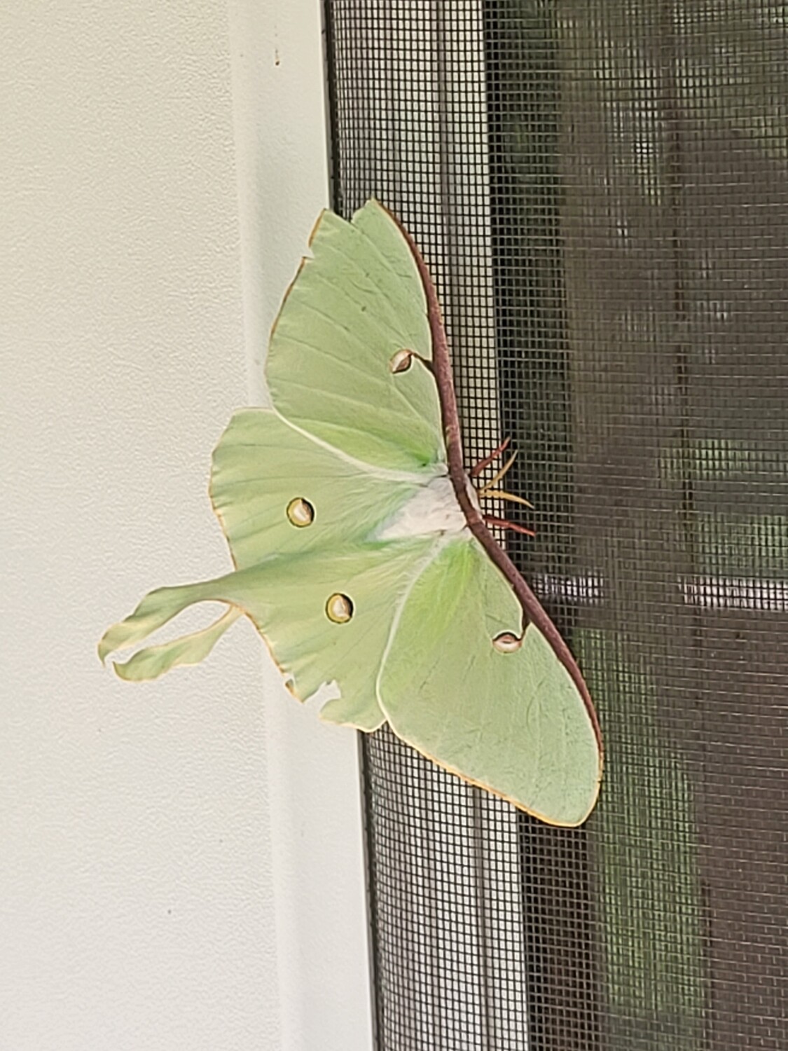 Luna Moth