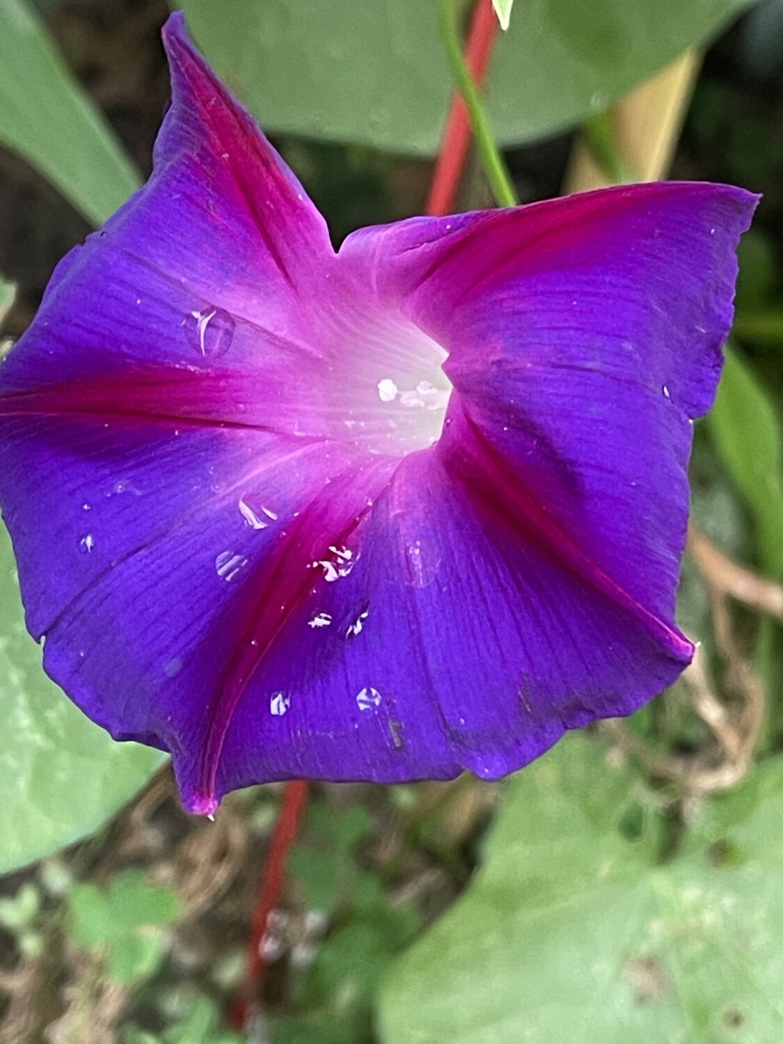 Morning Glory