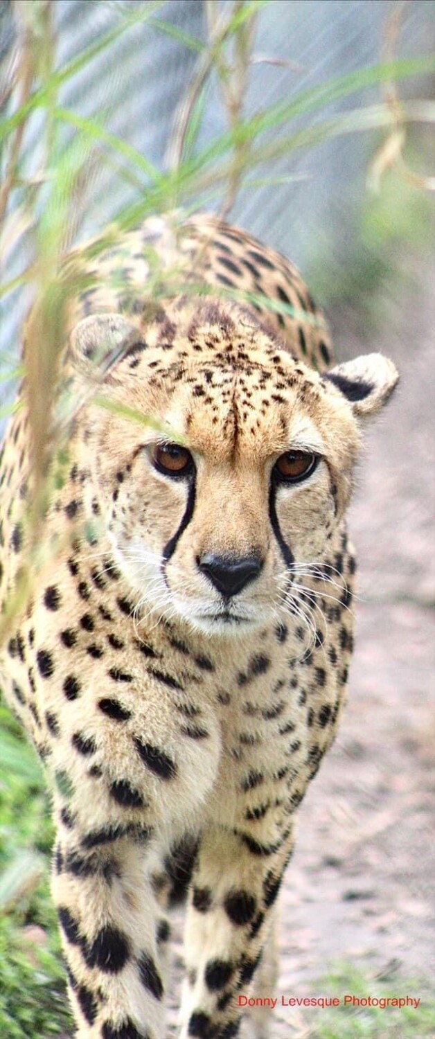 Cheetah Love