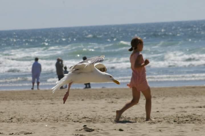 Coppertone Beach Remake