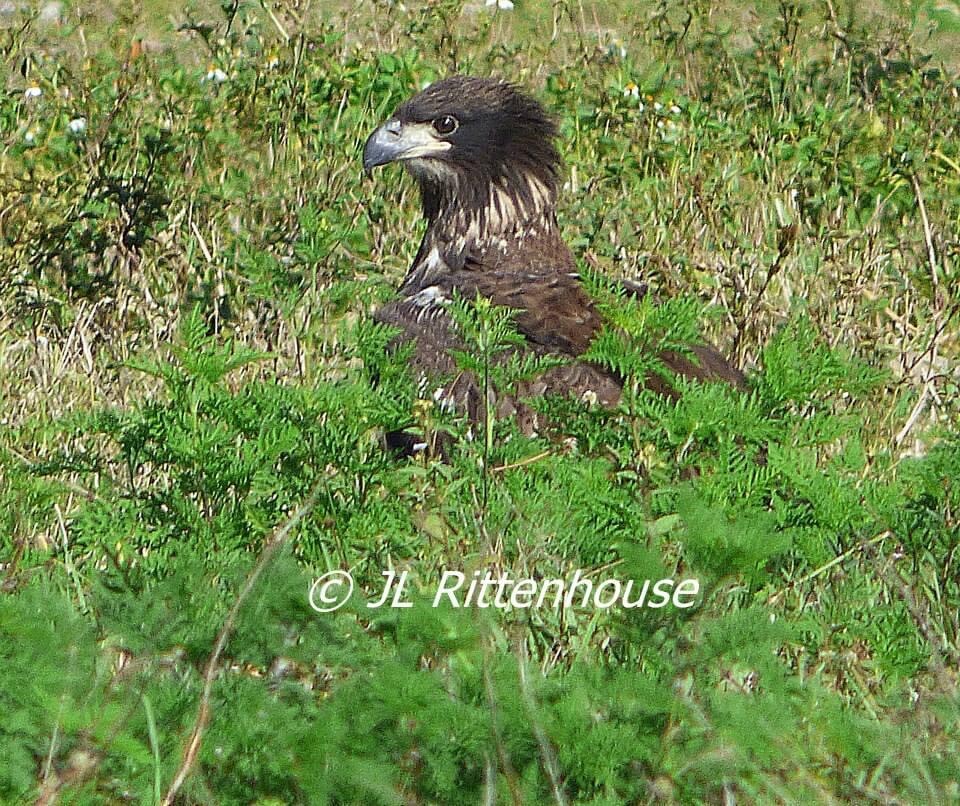 Juvenile American Bald Eagle