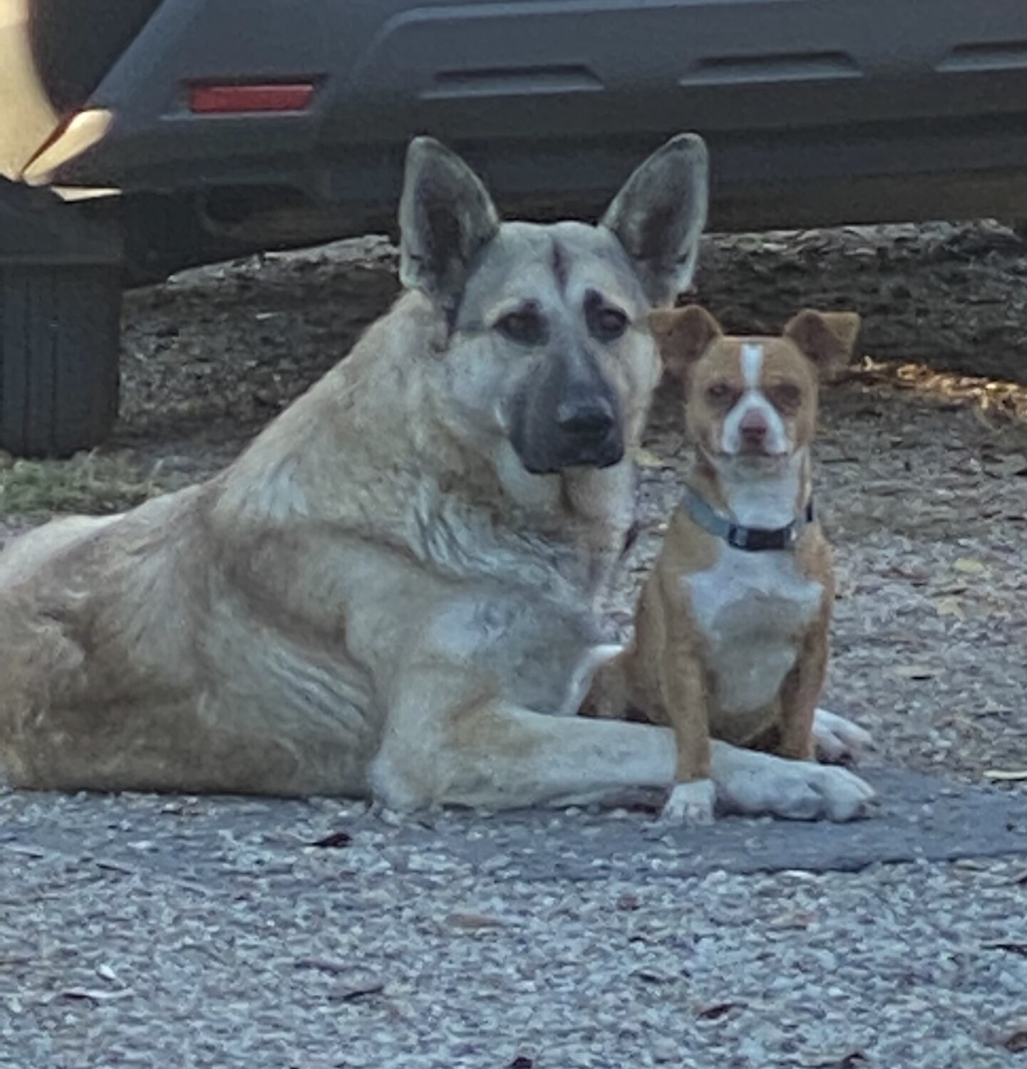 Chiquis loves Bandido