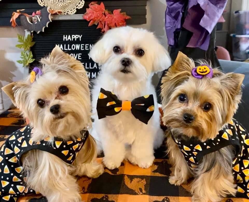 My kids Halloween Photo