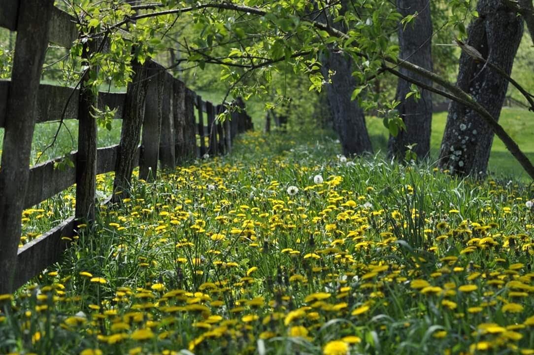 A field in Ohio