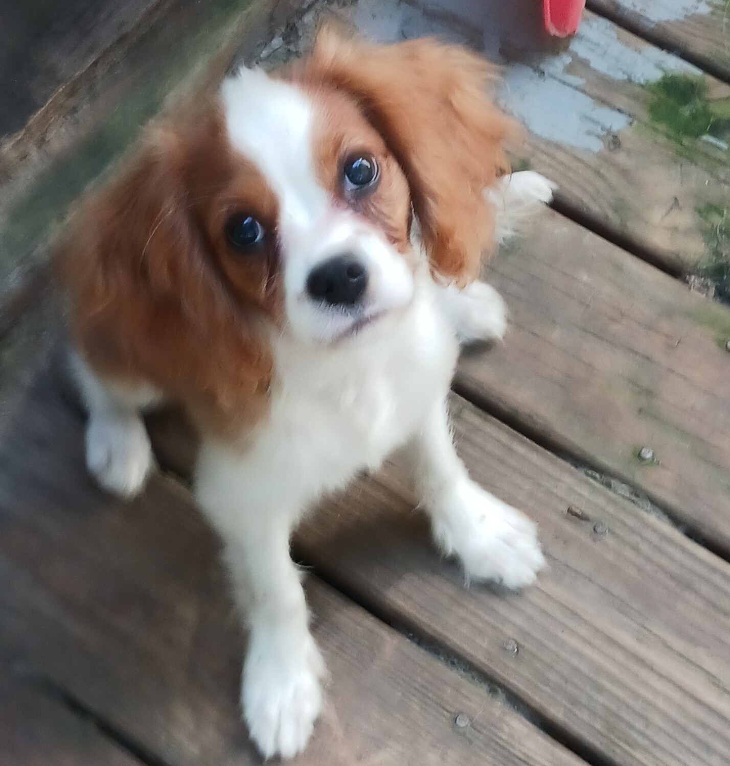 Shabiki posing for the camera.