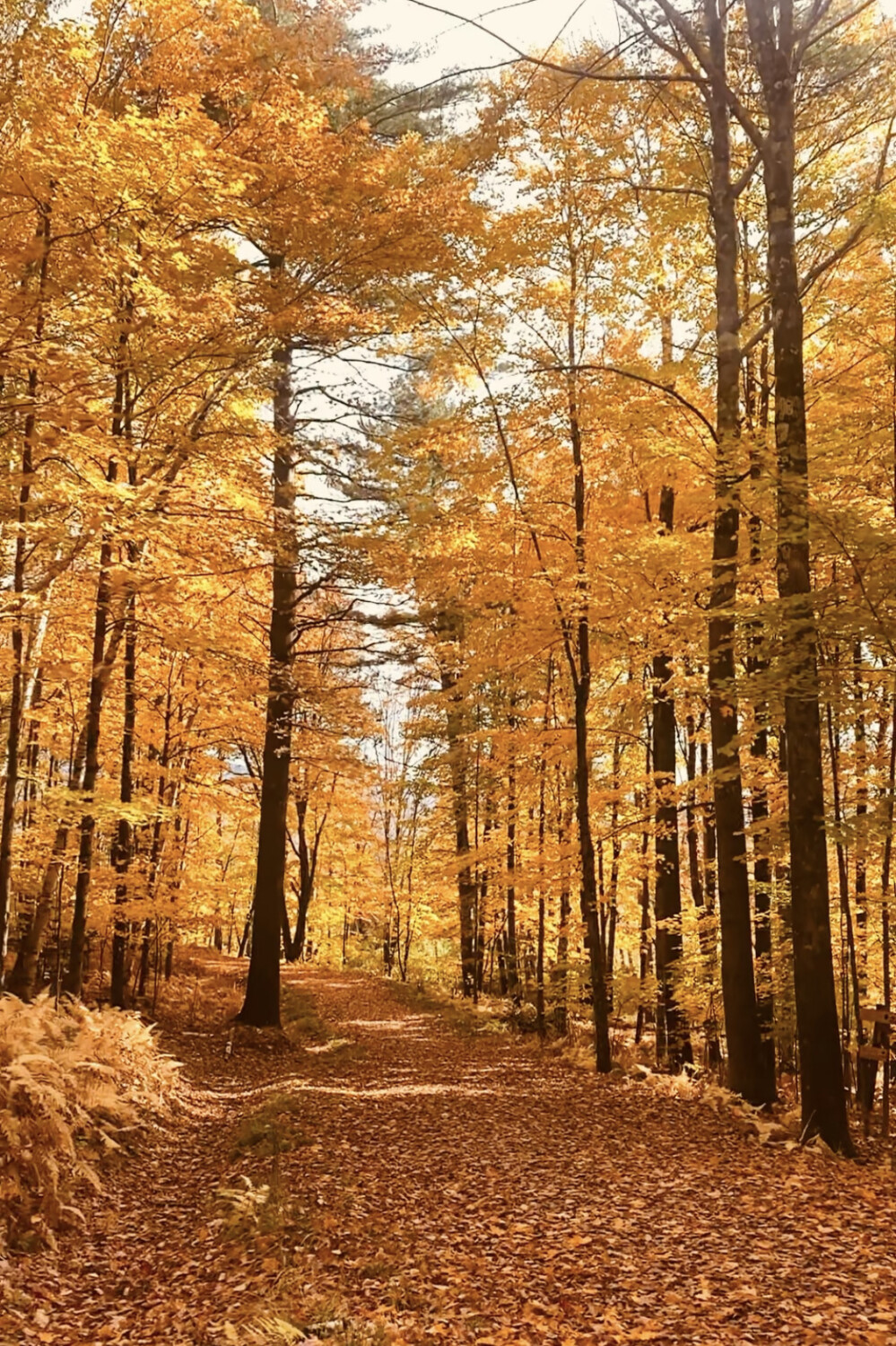 Beautiful Autumn Trees