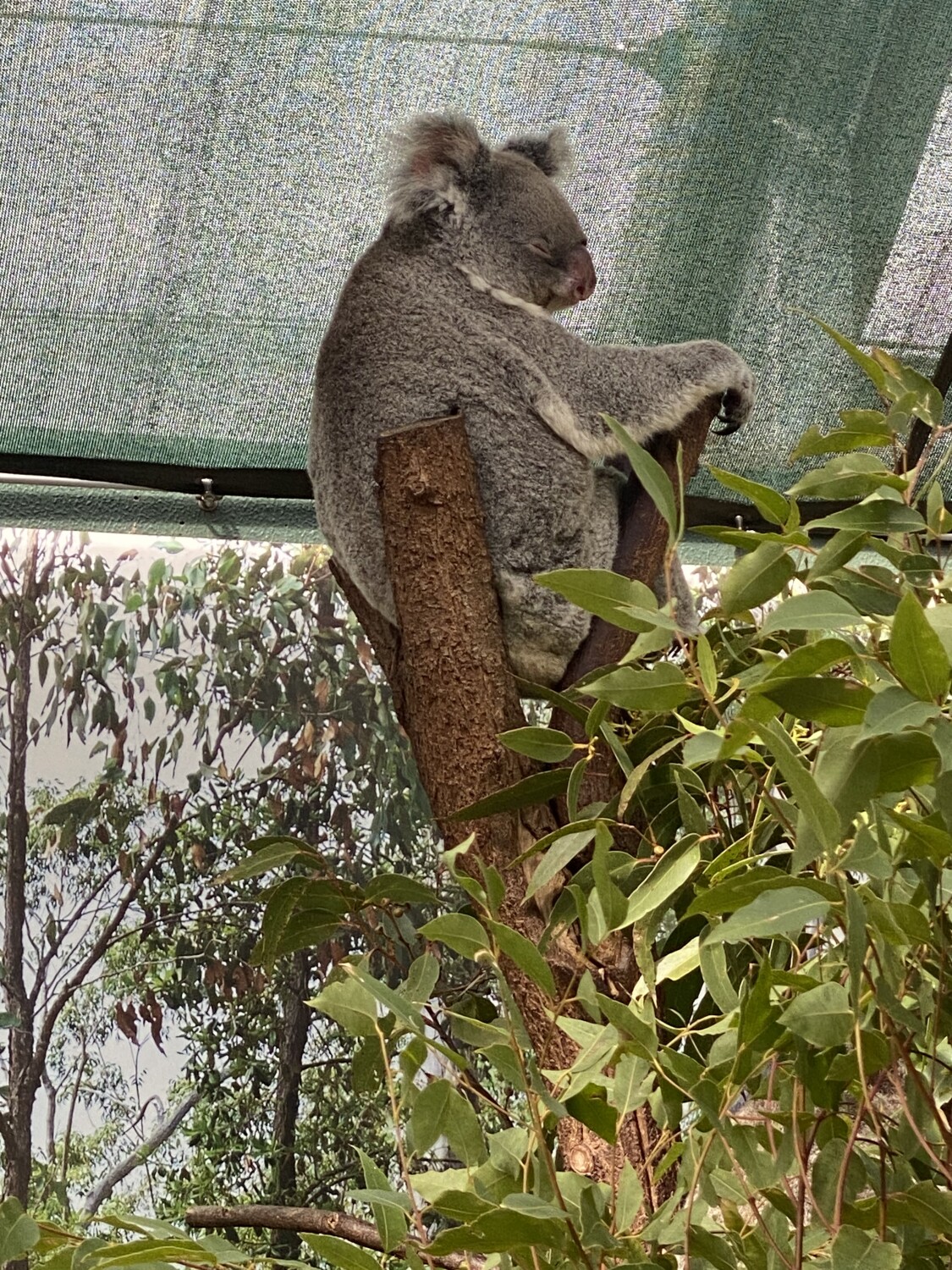 Australia cruise trip