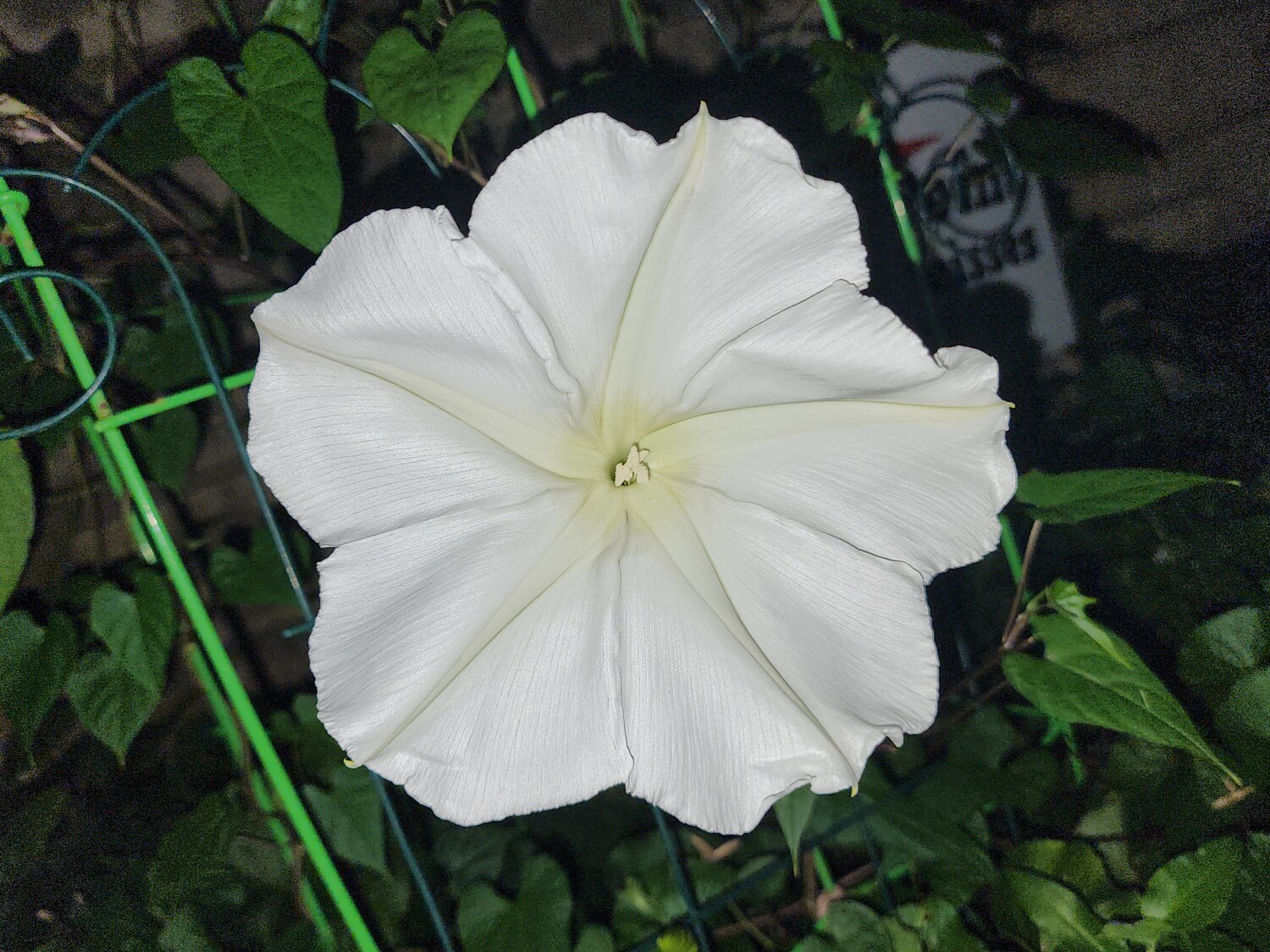 Moon flower