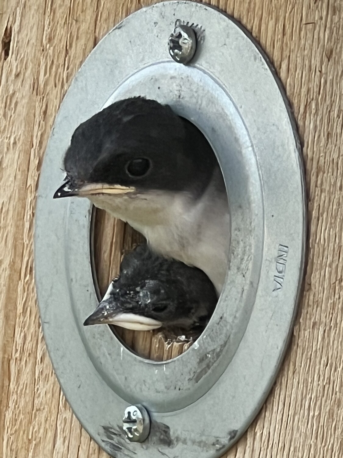 Fledglings