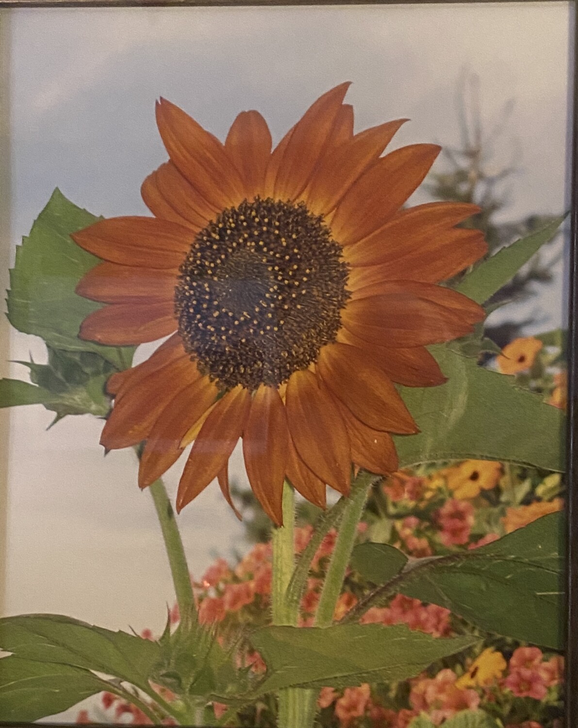 Shirley’s Sunflower