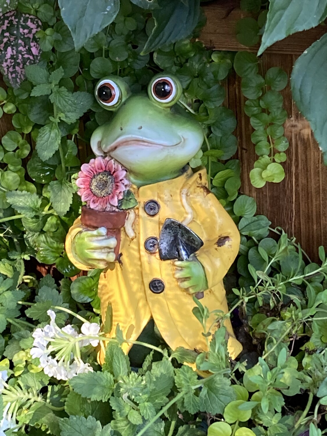The garden frog