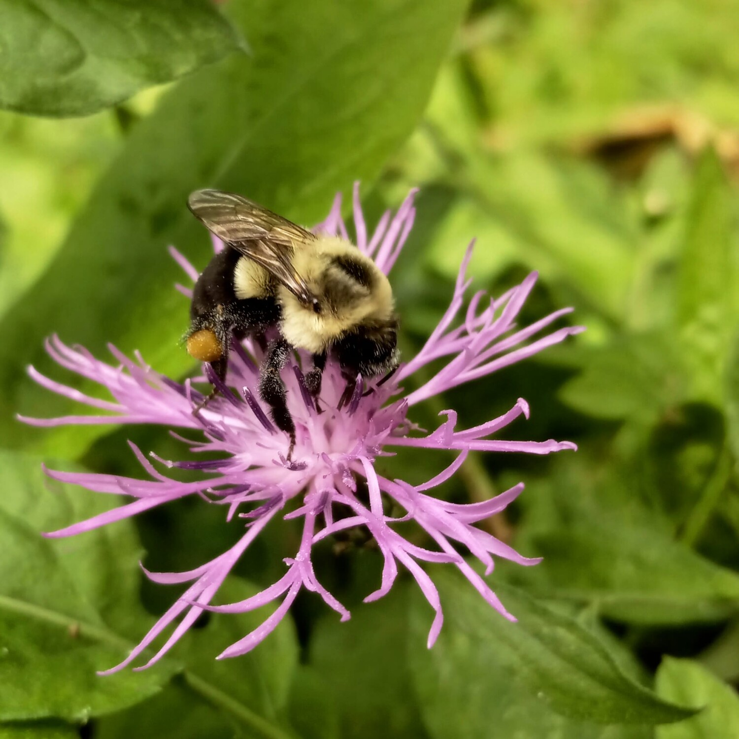 Don't worry BEE Happy.