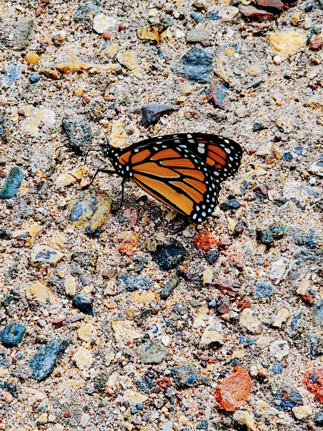 Butterfly in the city