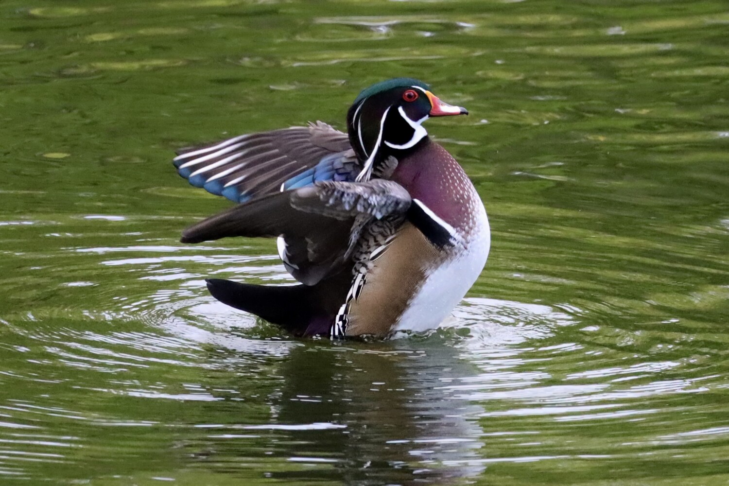 Wood Duck