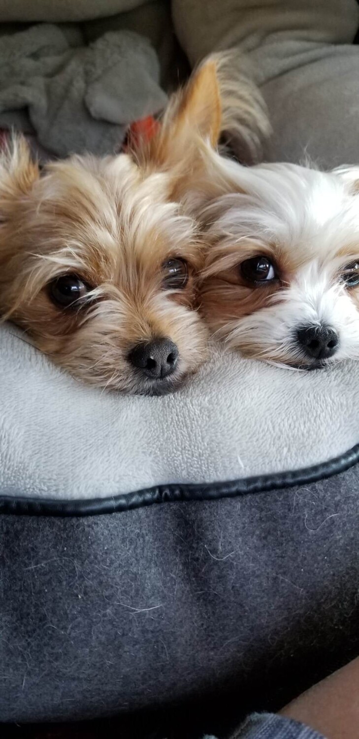 TEEKI and TEDDI