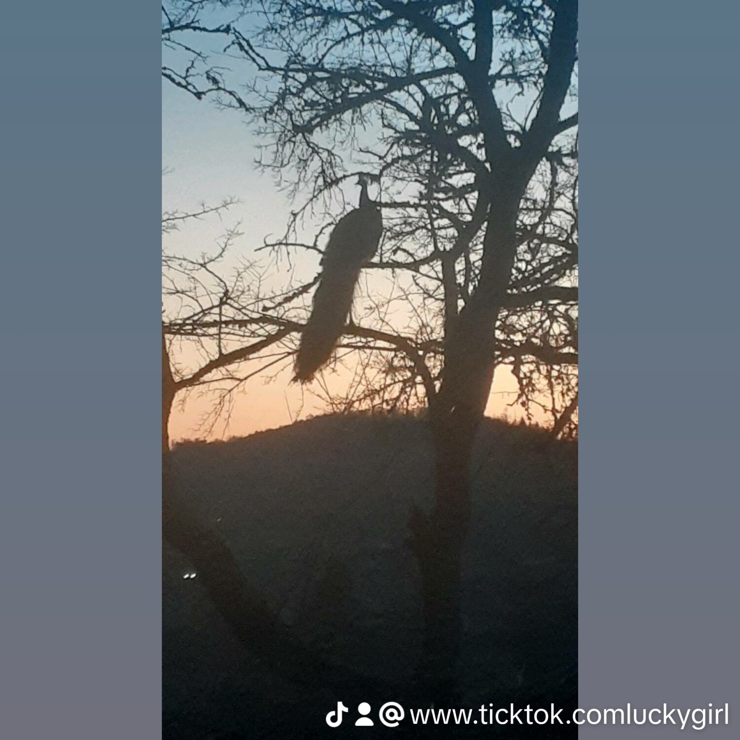 Peacock peace and serenity