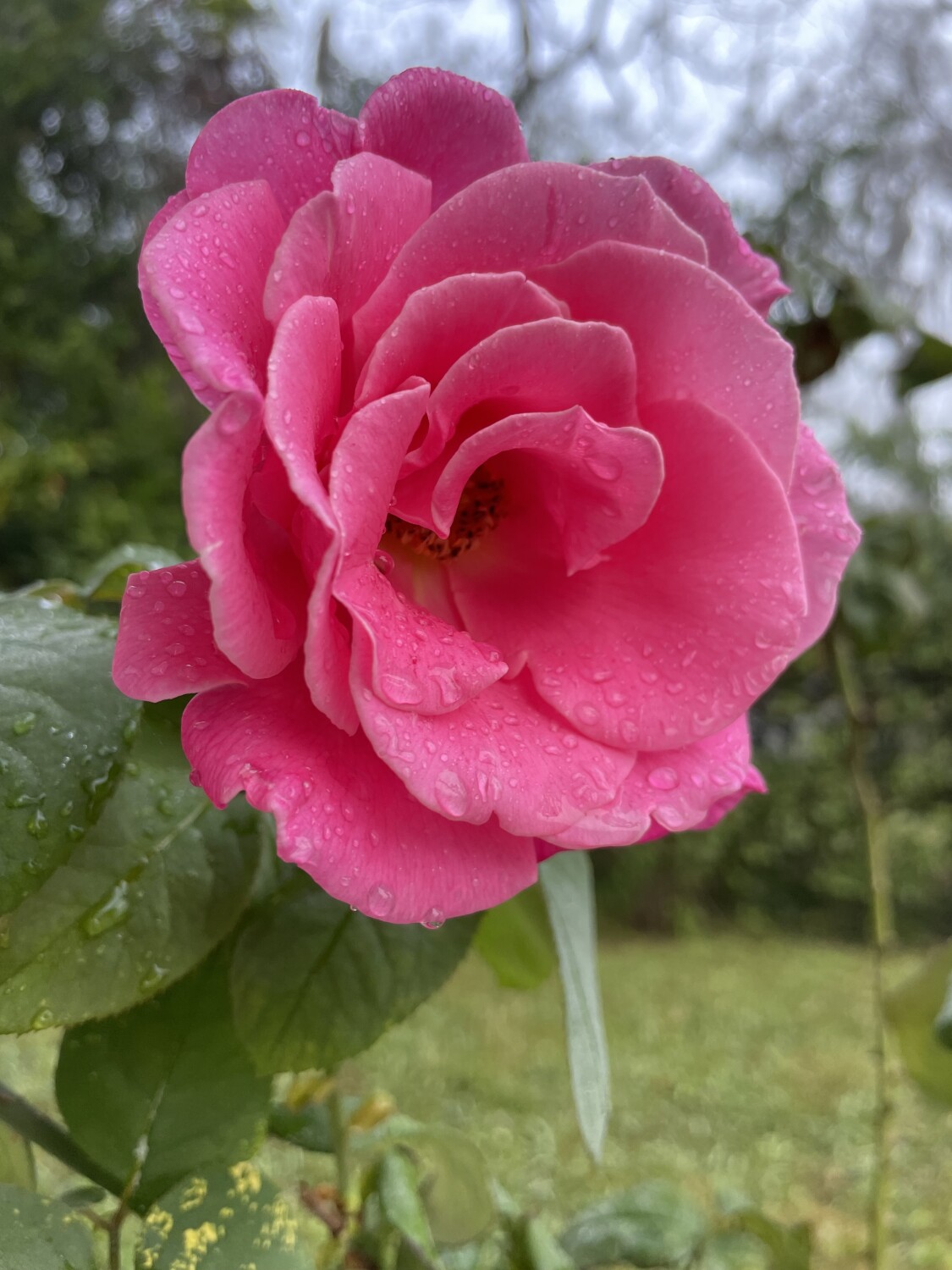 Nature’s Perfection