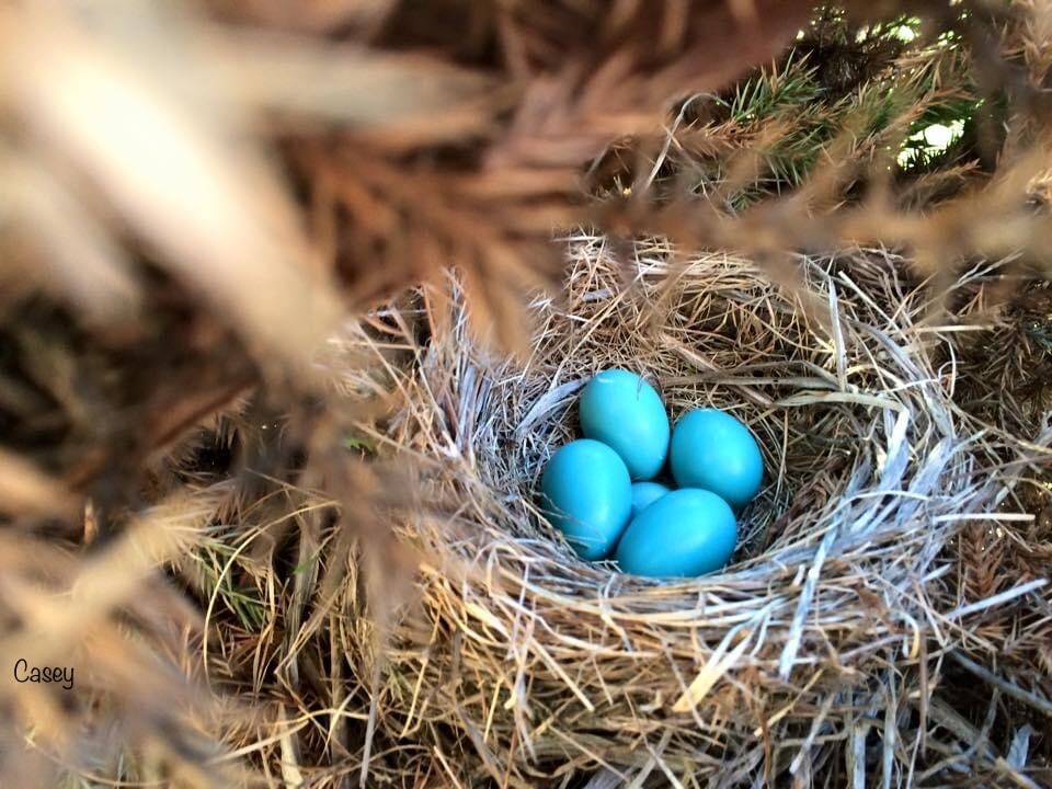 Blue Eggs