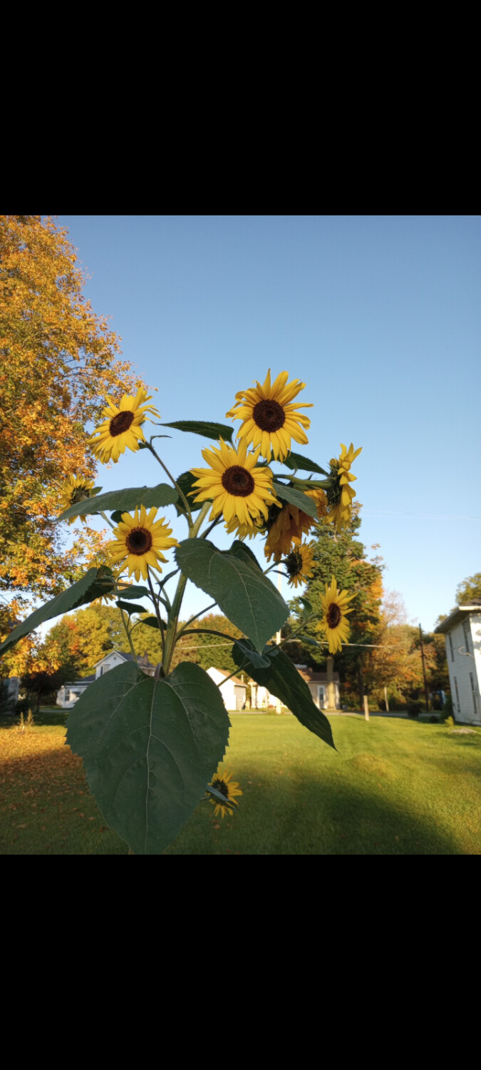 Rick's sunflower