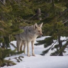 Coyote in the Snow