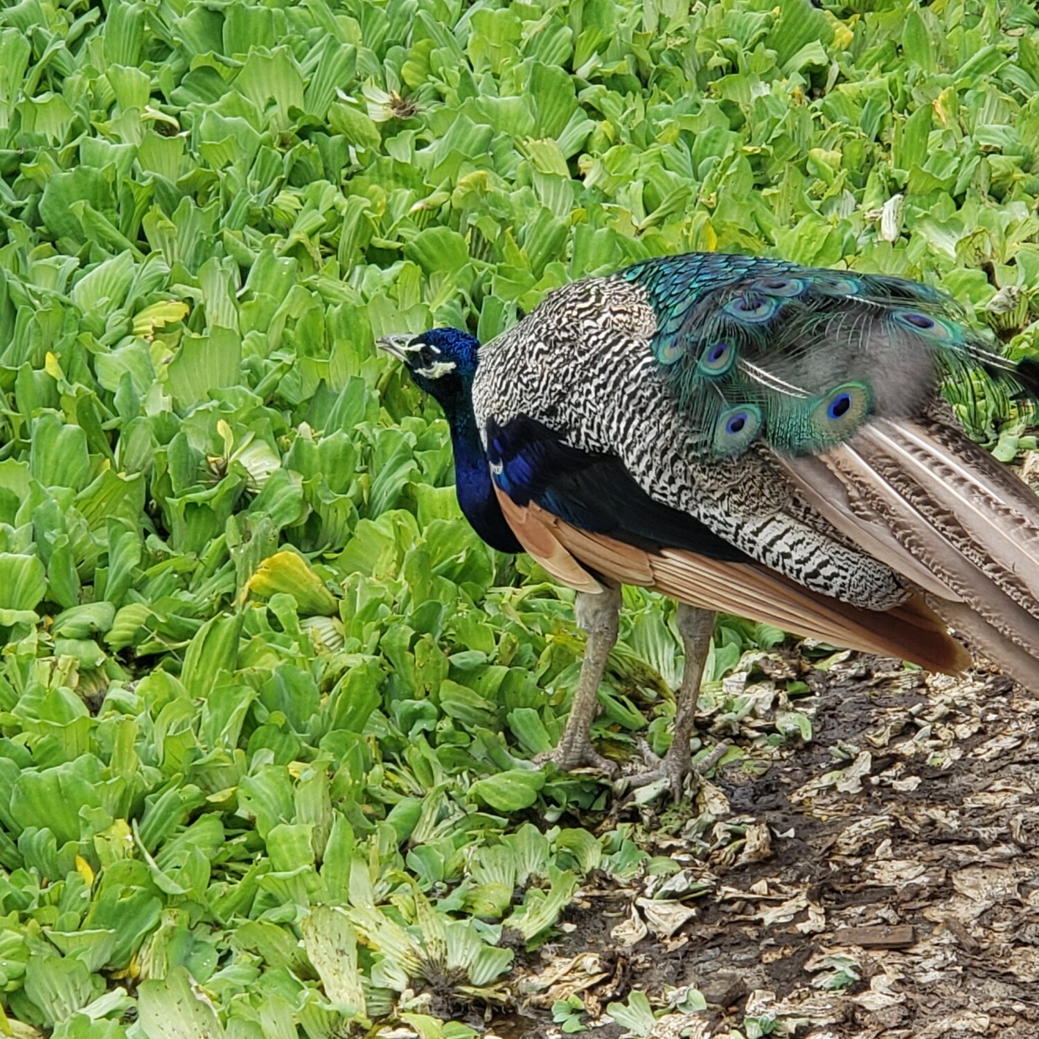 Peacock in the Green