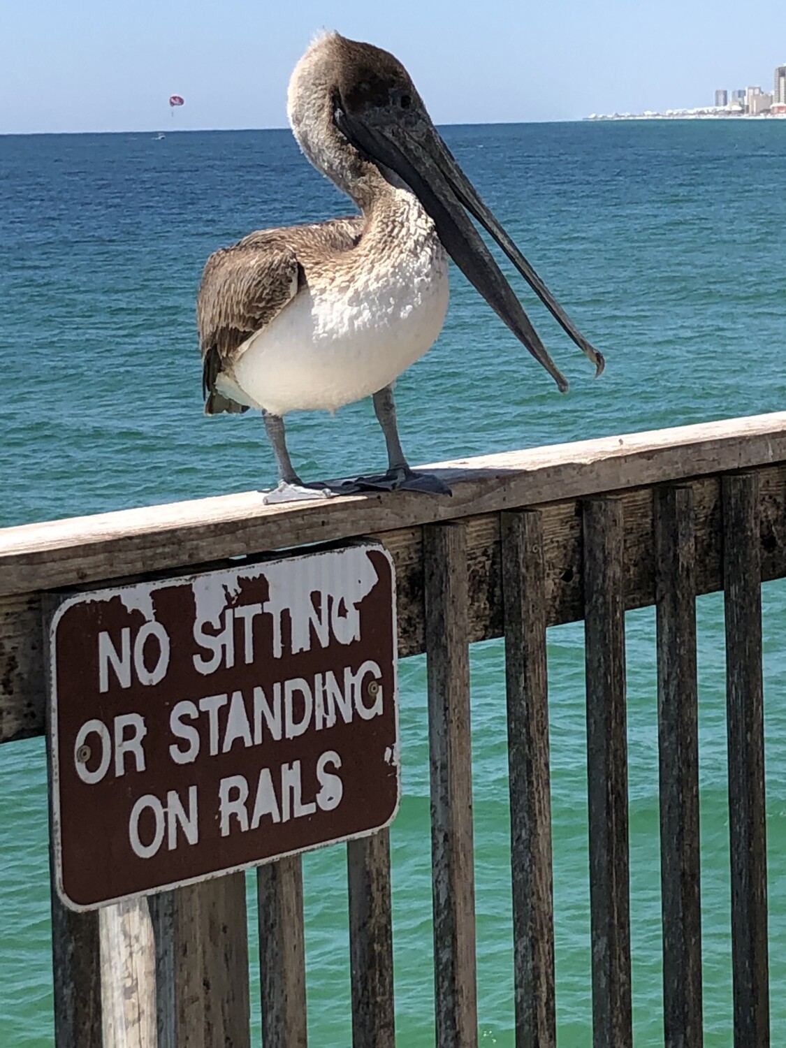 Rebellious pelican