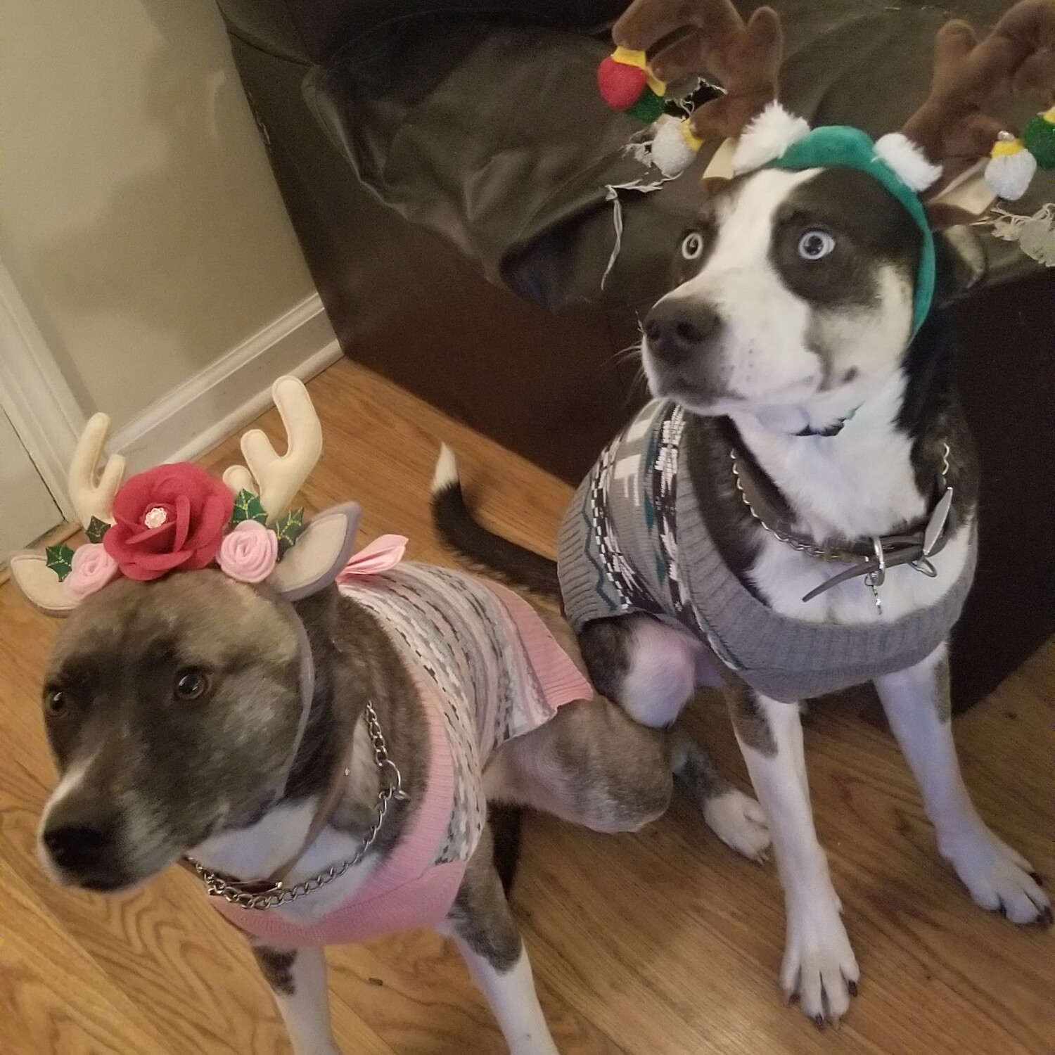 Is that our  Christmas steak?