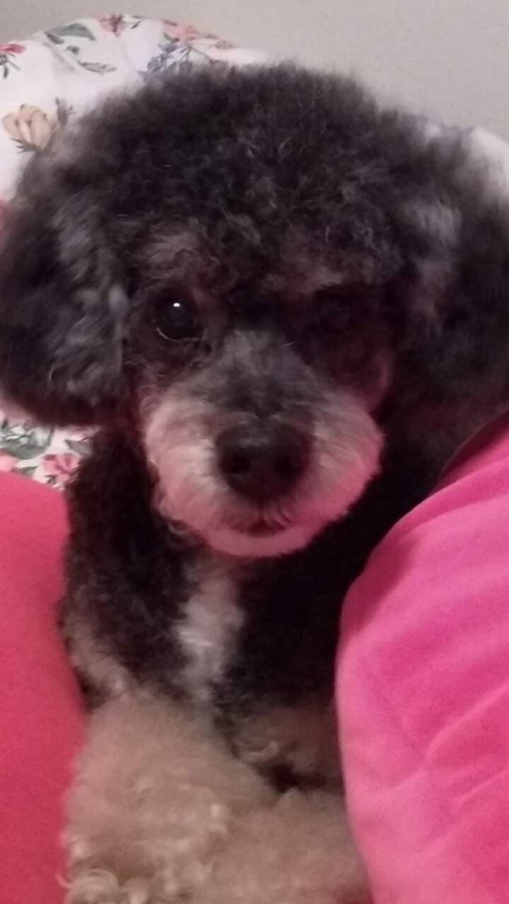 Jasper hiding in the pillows