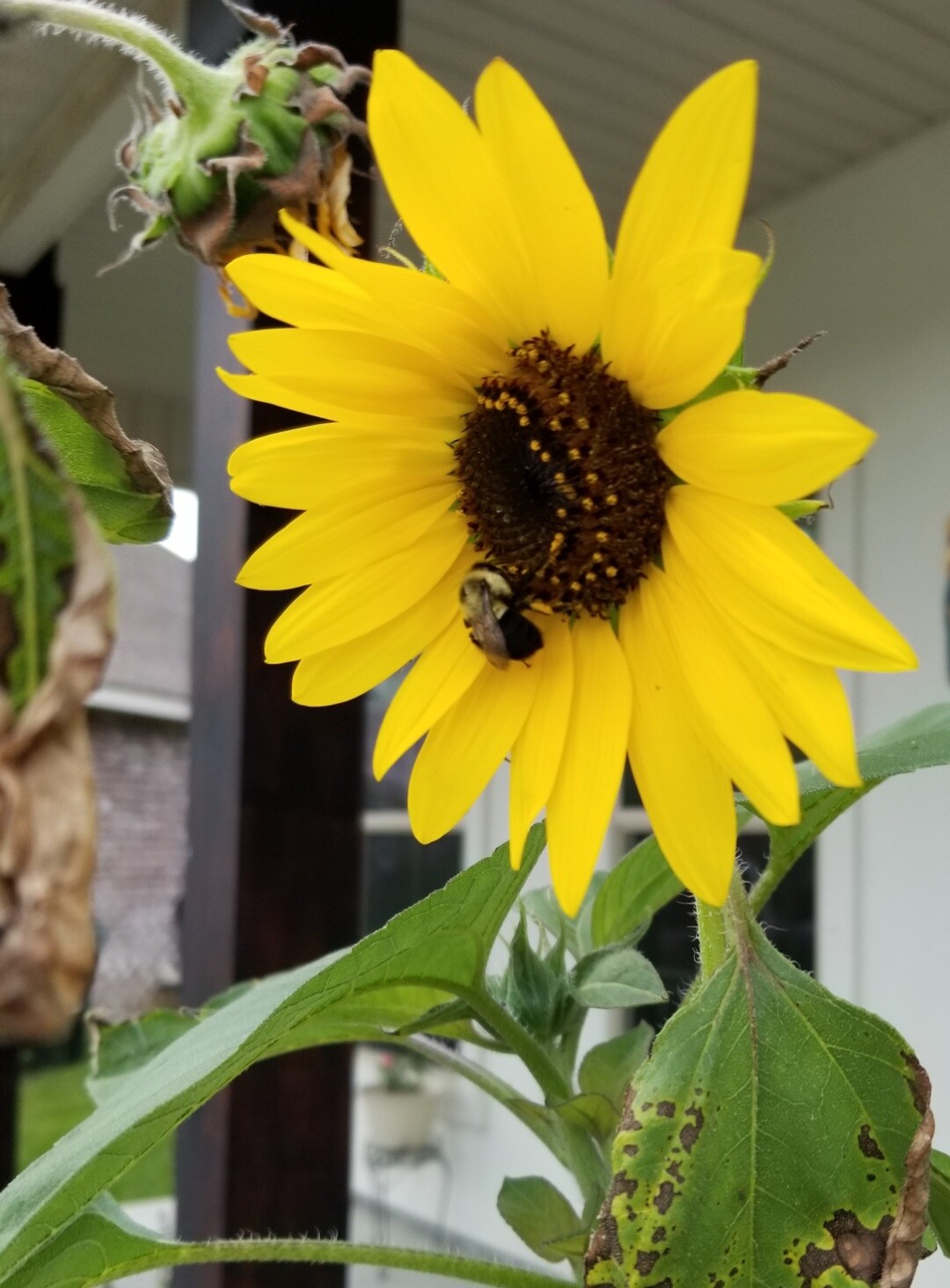 Hungry bumblebee on sunflower