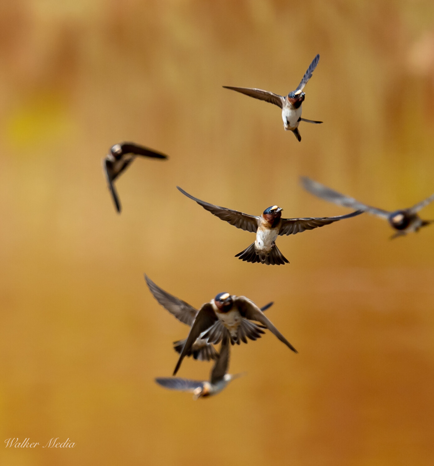 Motionless in Flight