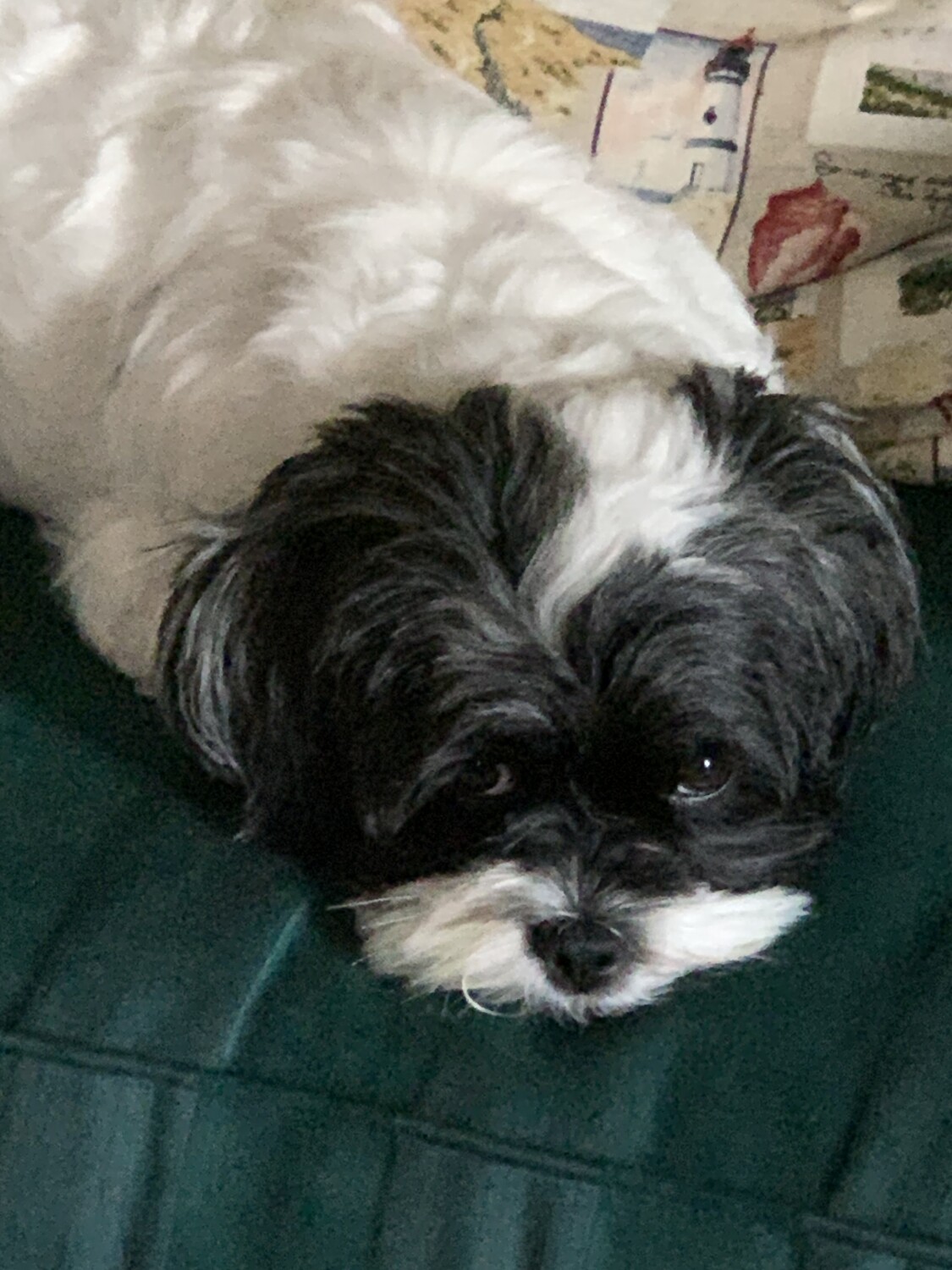 Loving Eyes of Patches