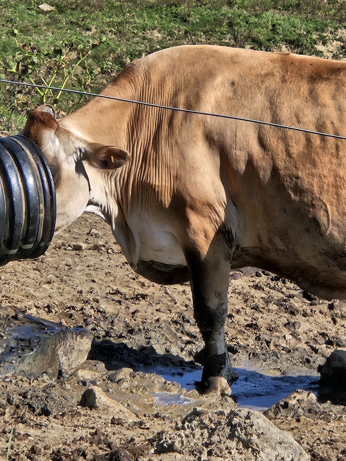Thirsty Cow