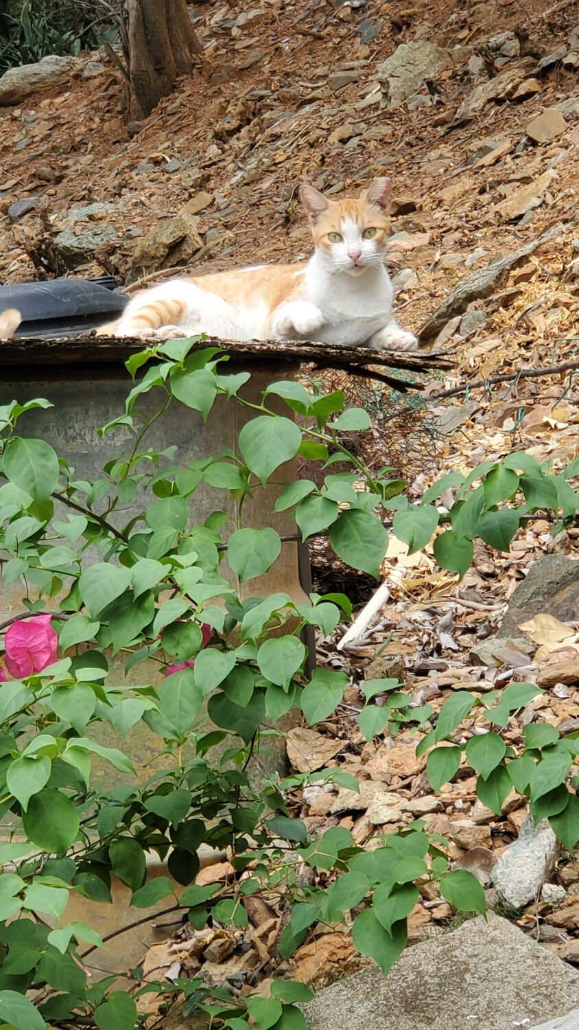 I'm Feline (feeling) Fine