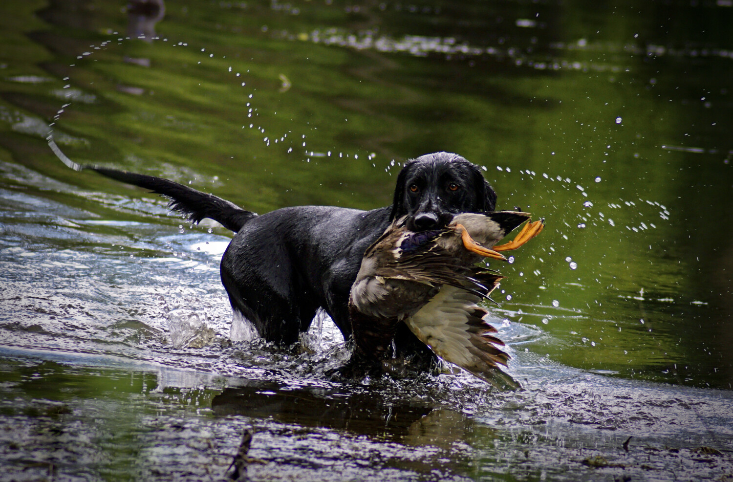 Water Spray Black Lab