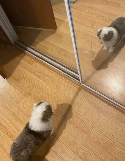 Puppy in mirror